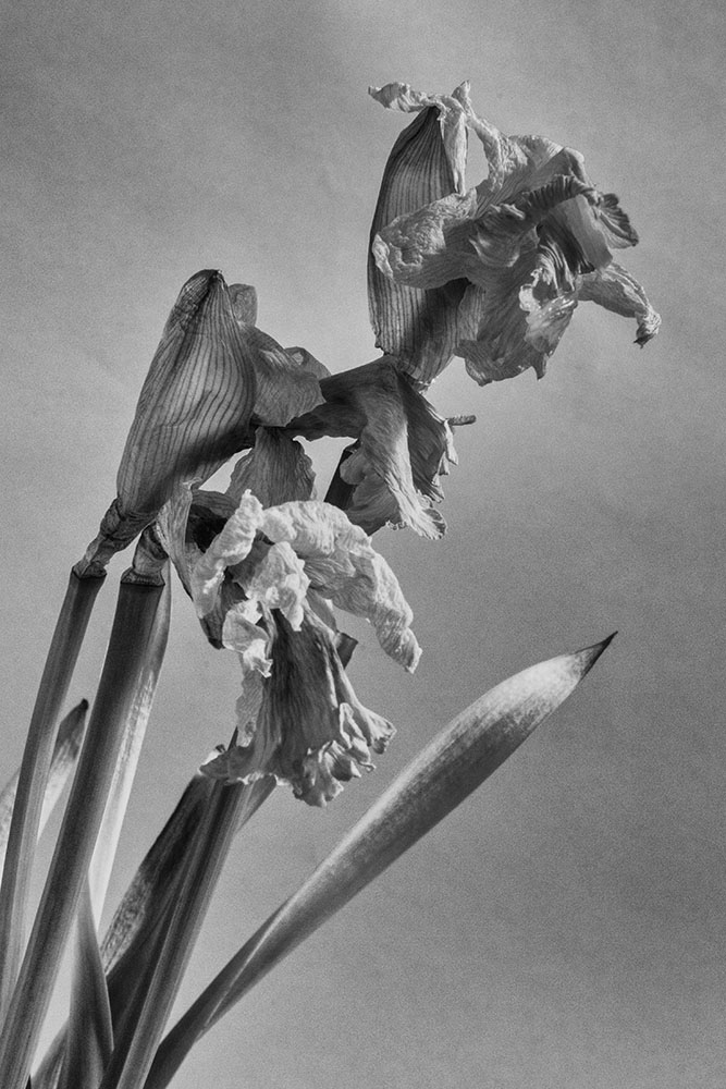 daffodil