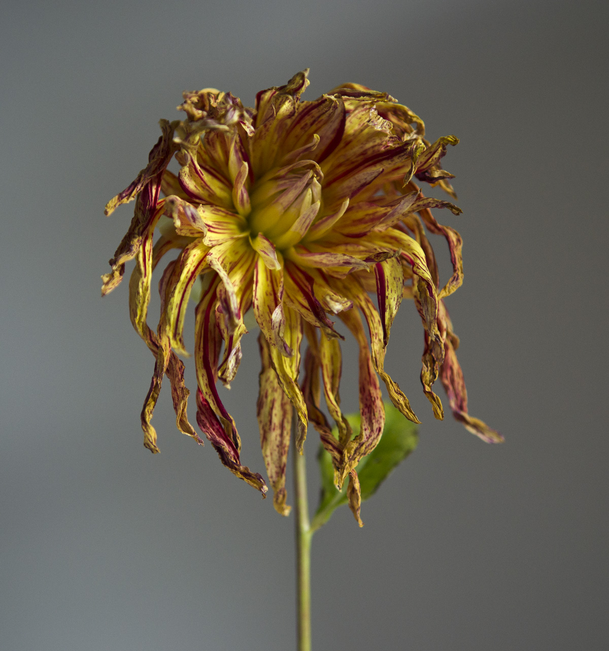 dalia