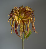 dalia