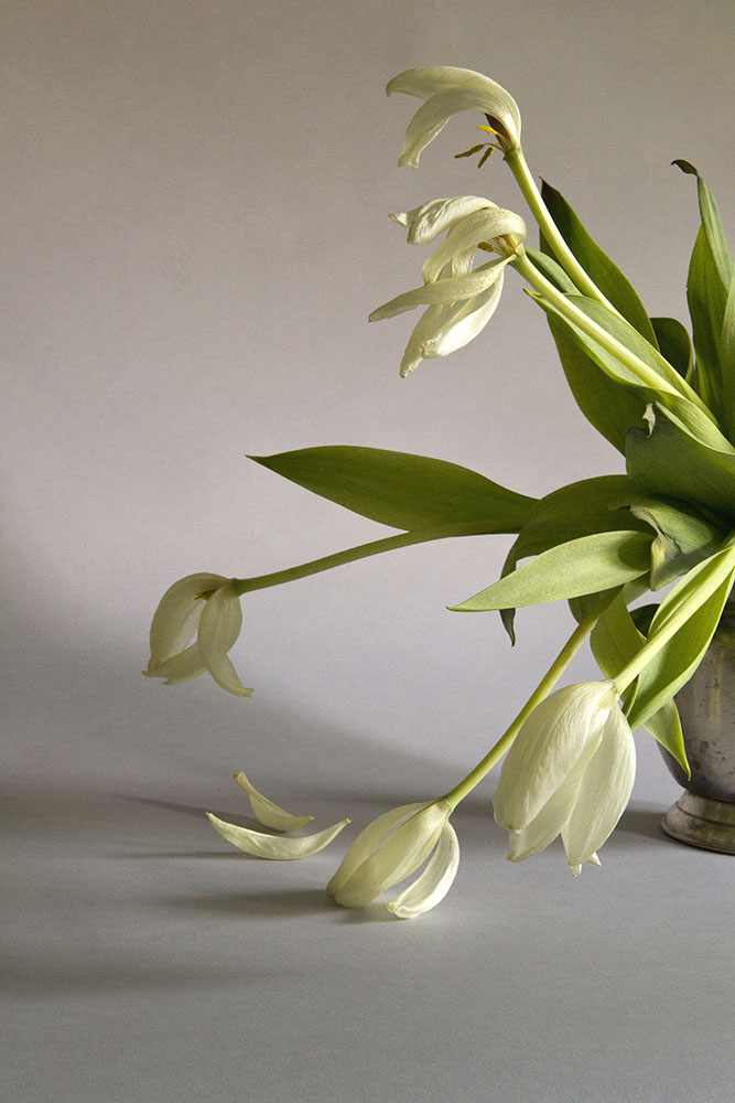 tulip