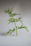 dill