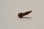 clove