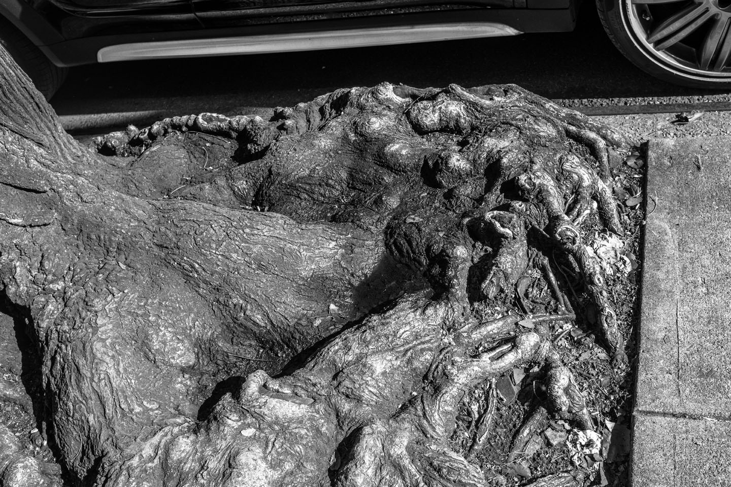 tree