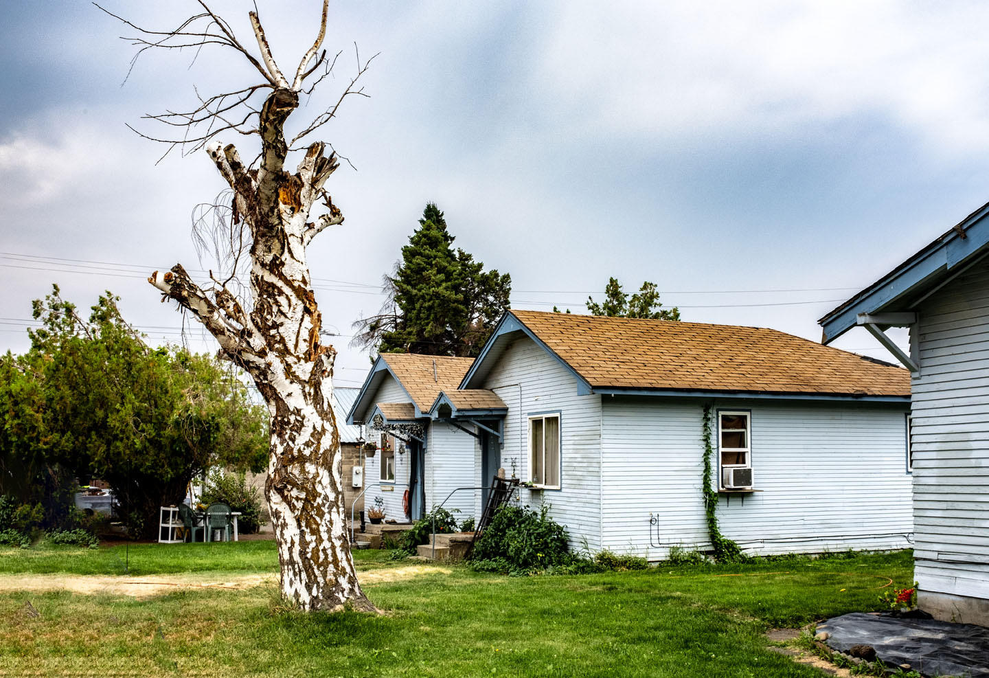 tree