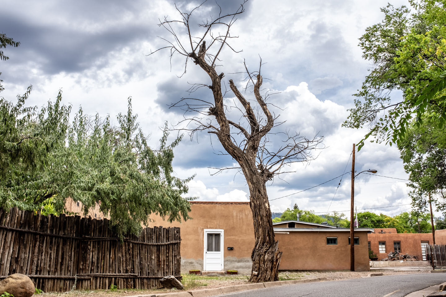 tree