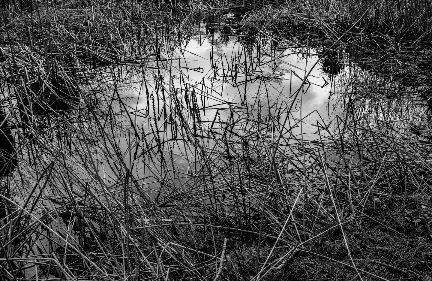 reeds