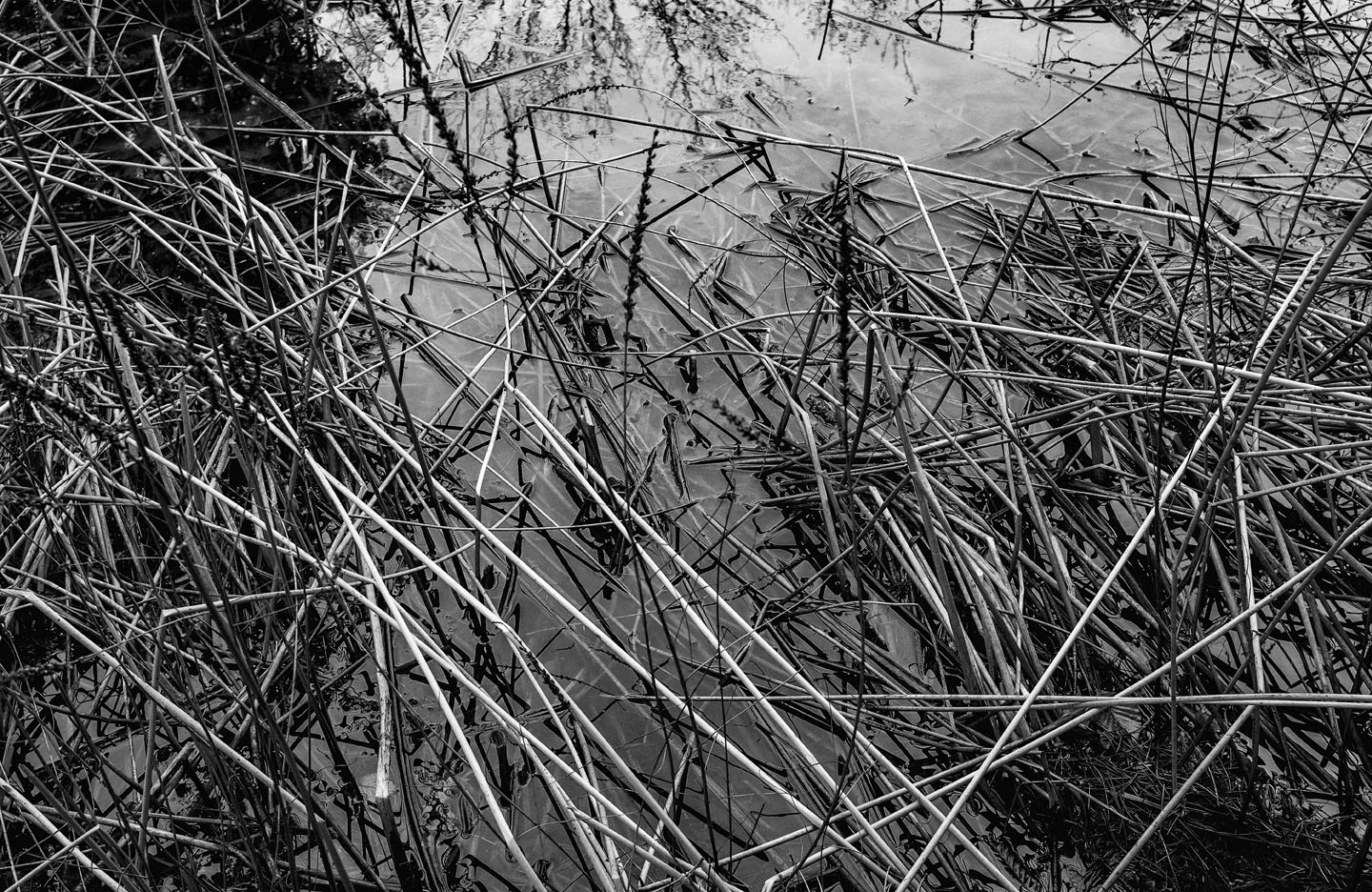 reeds