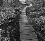 woods