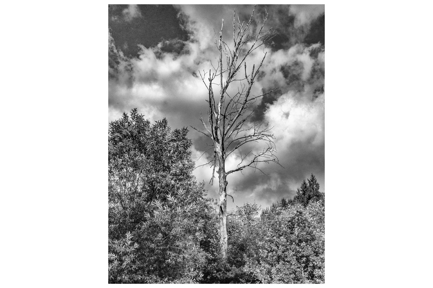 tree