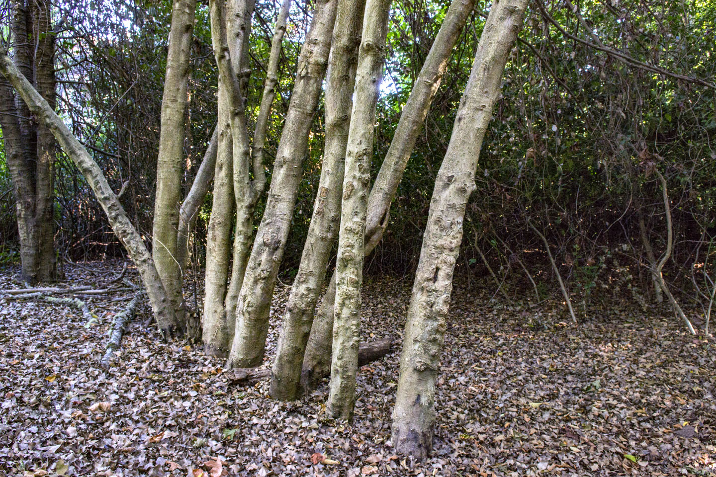trees