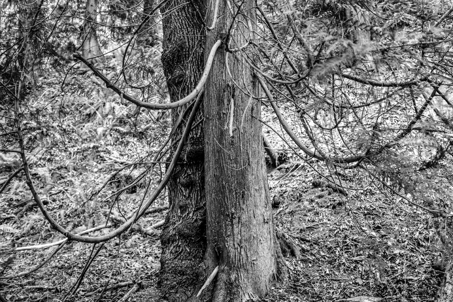 tree