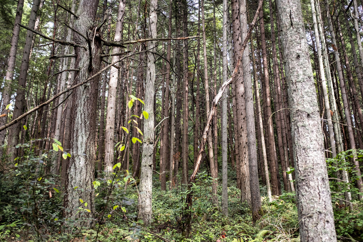 trees
