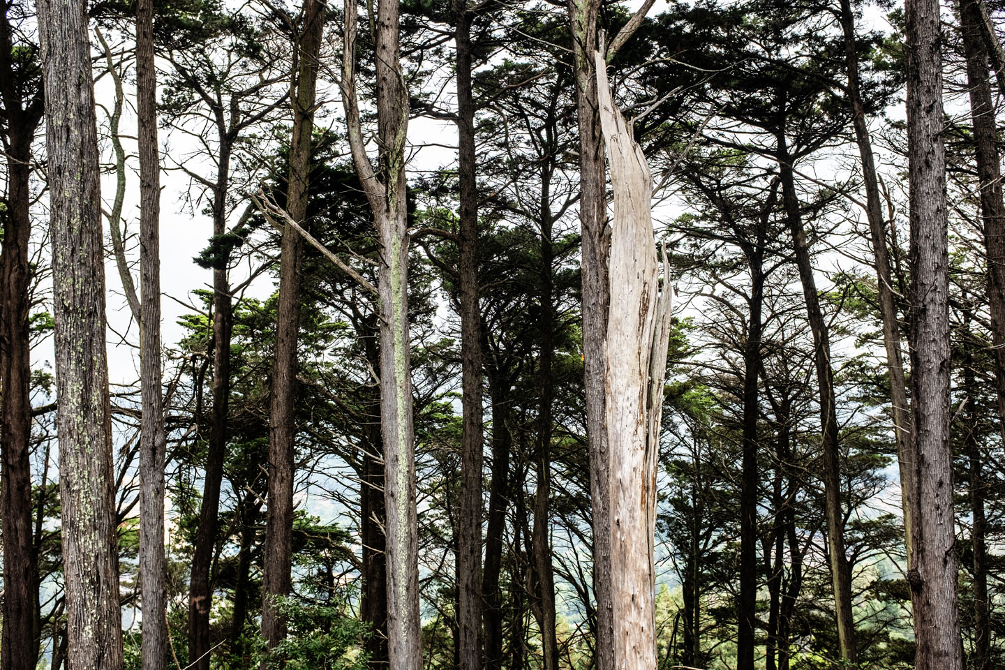 trees