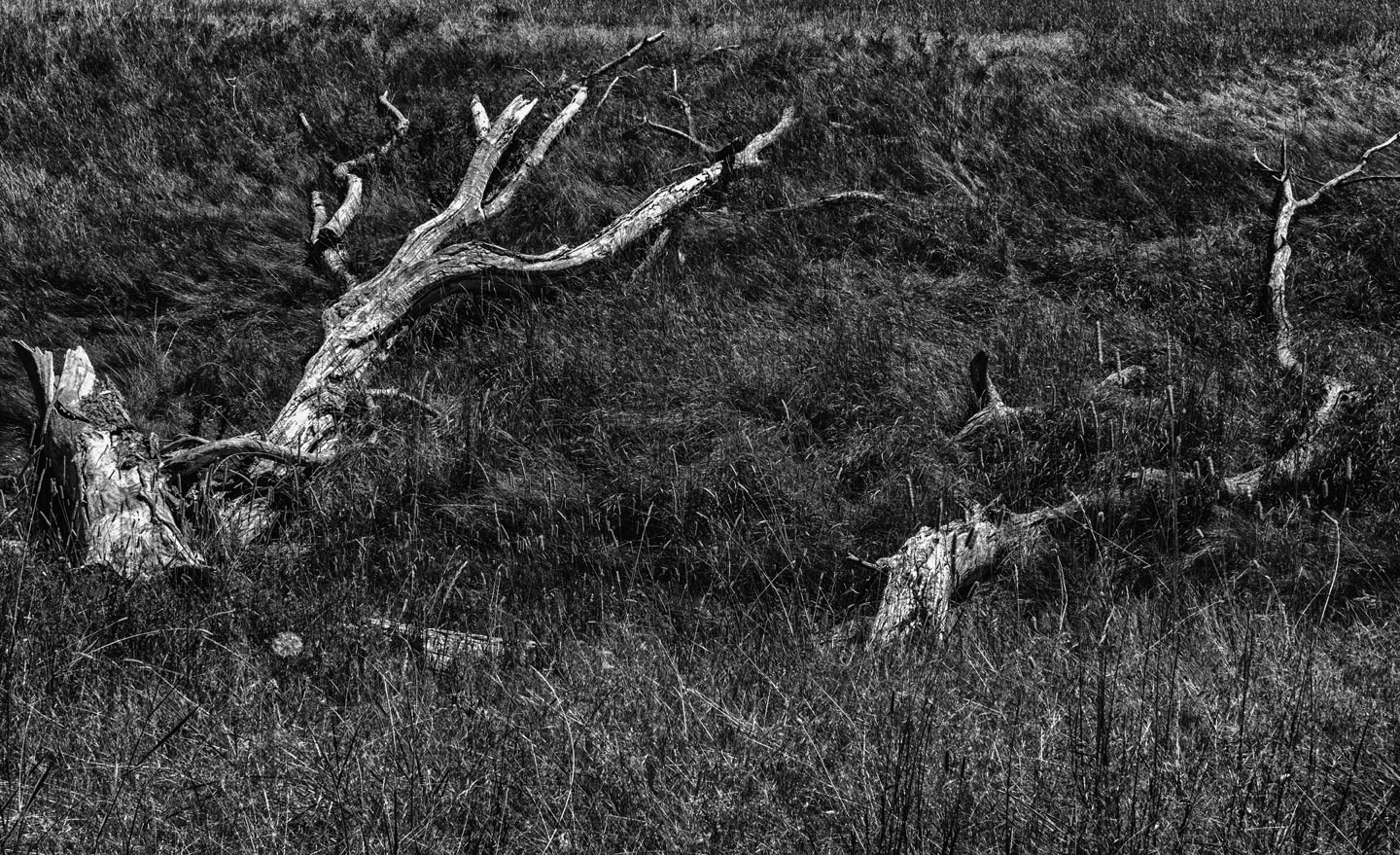 trees