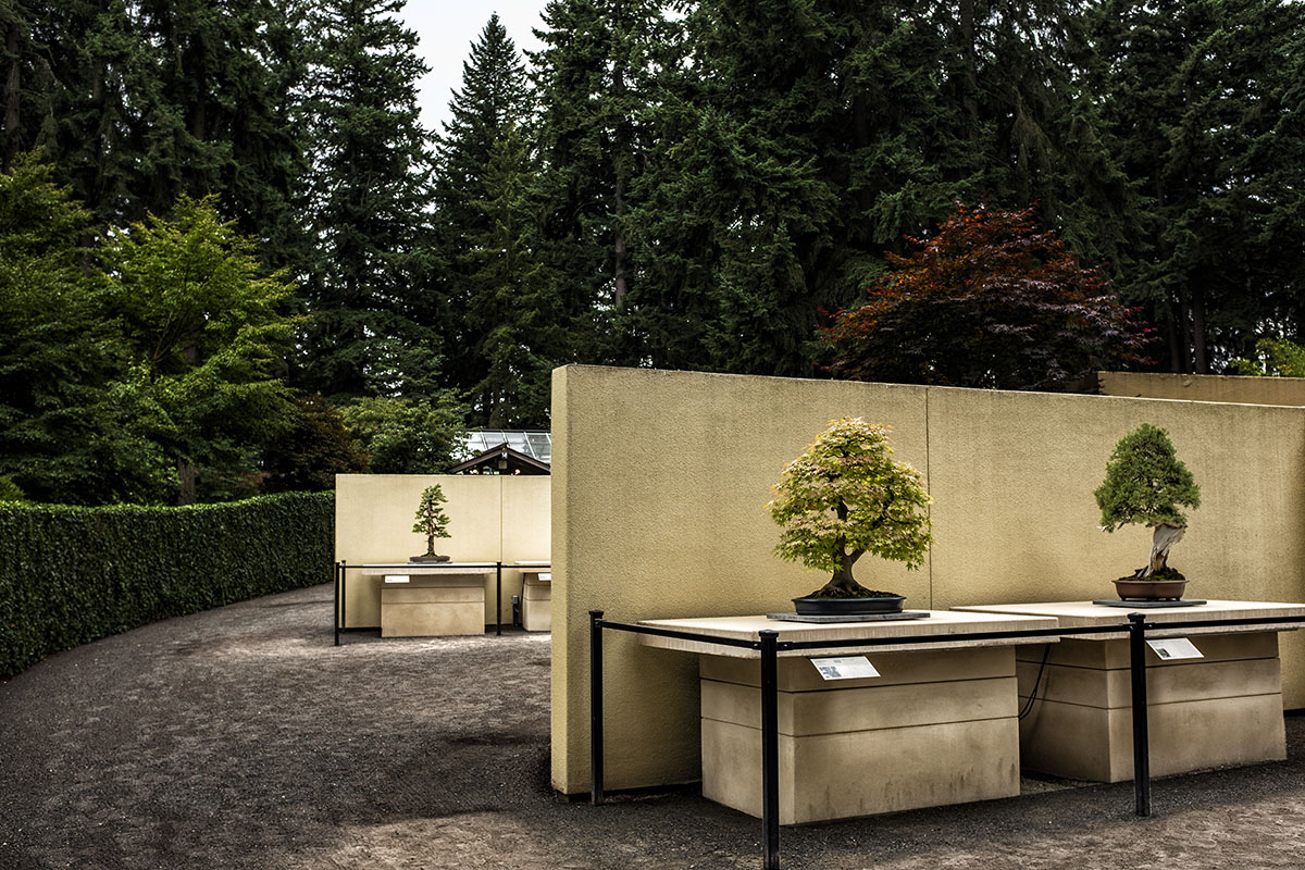bonsai