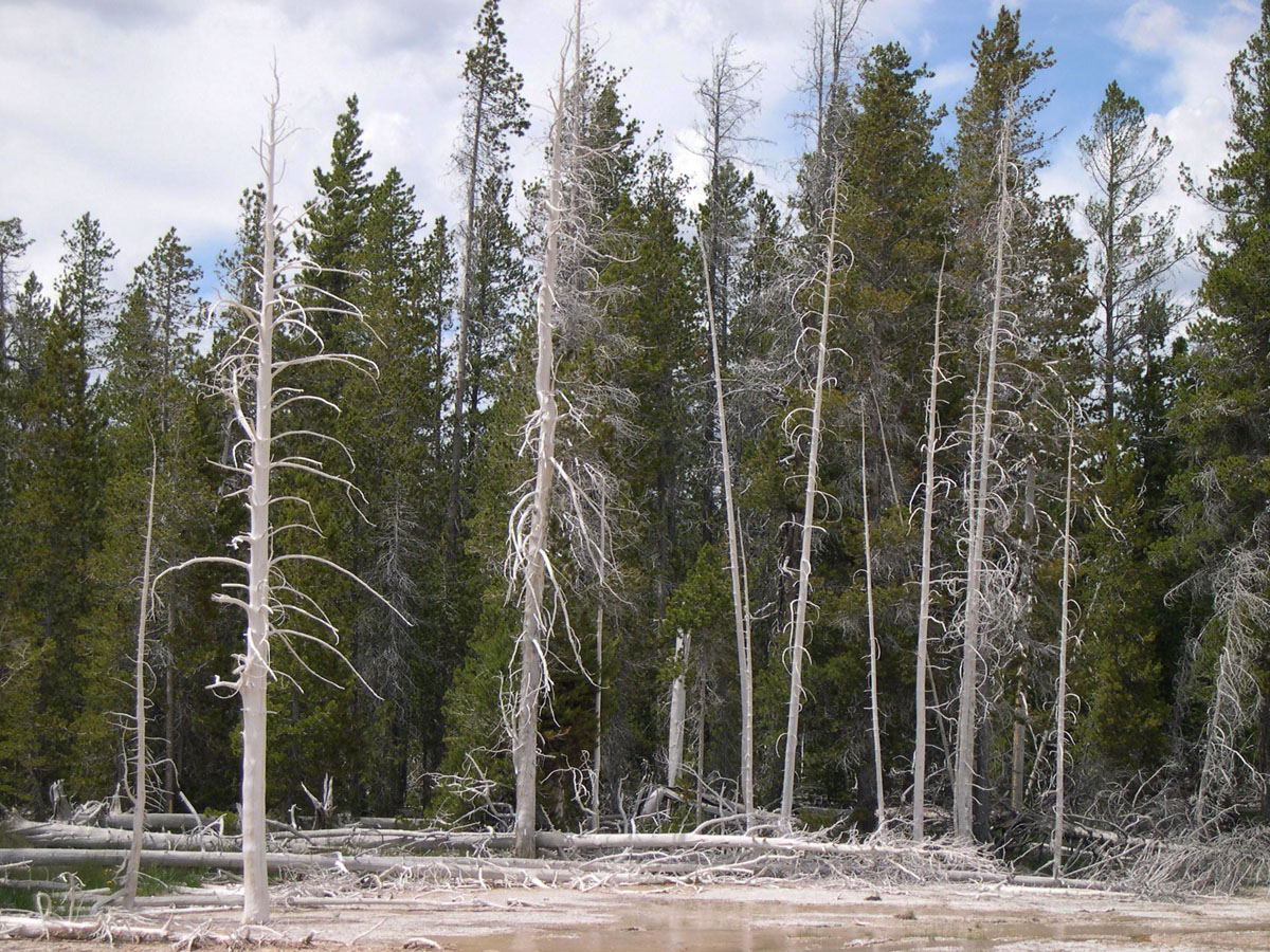 trees