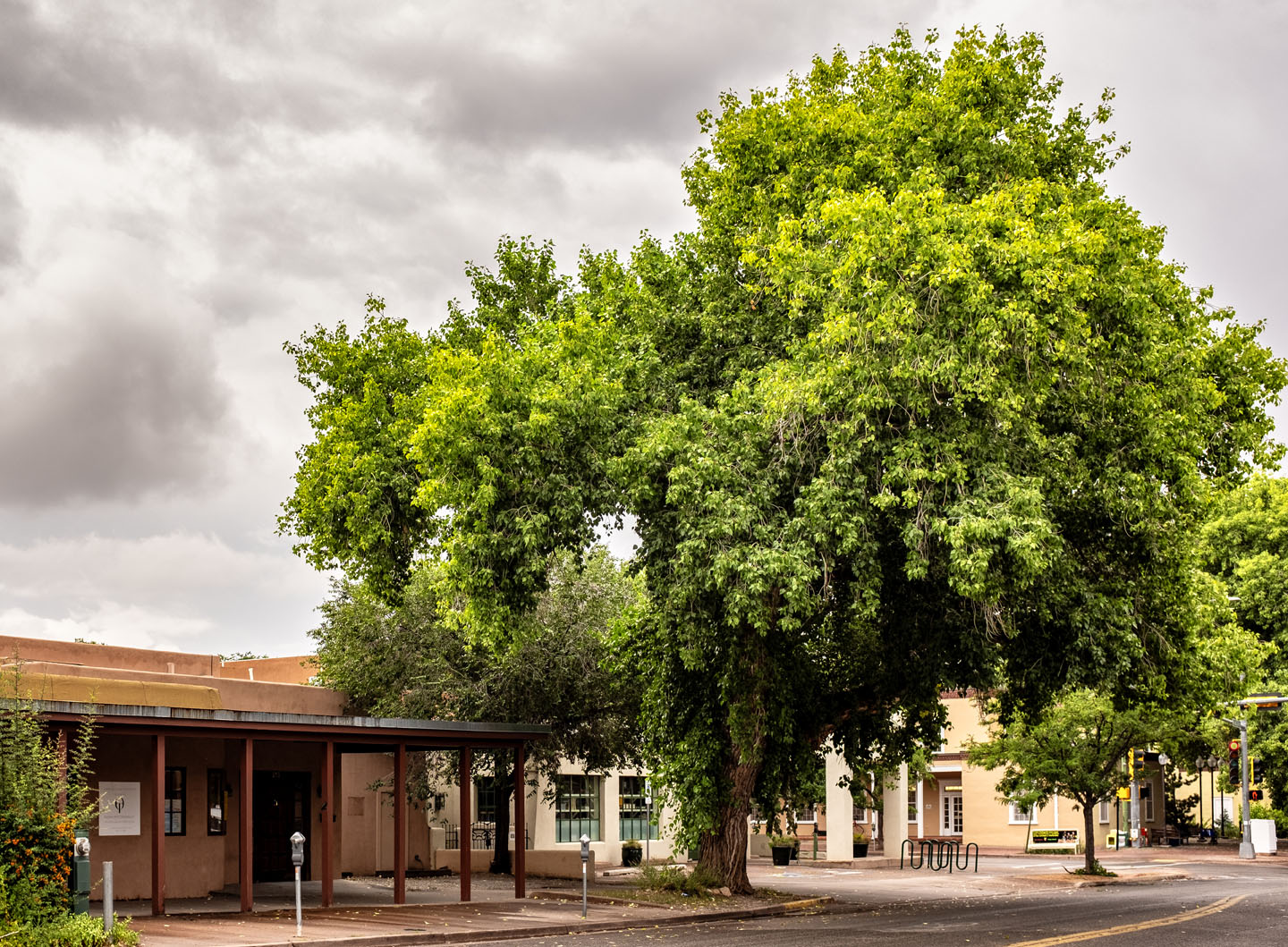 trees